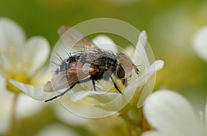 Fly on the flower