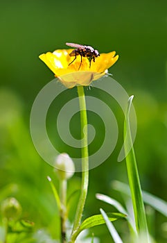 Fly on flower