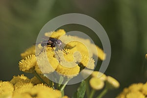 Fly on a Flower