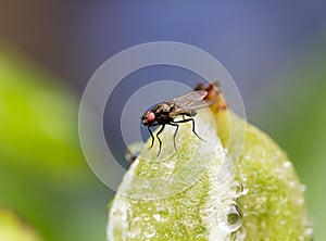 Fly on flower bud