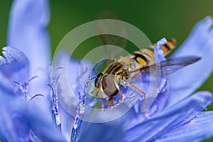 Fly on flower - fake bee