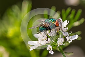 Fly on a flower - great detail of face,  compound eye, and thorax