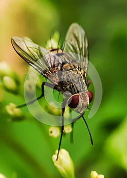 FLY FLOWER IN INDONESIA