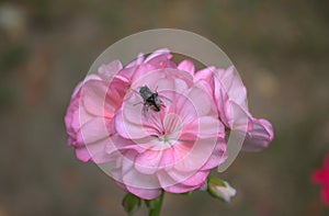 Fly on a flower Pelargonium