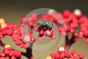 Fly on Flower