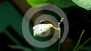 A fly on a flower is selectively focused