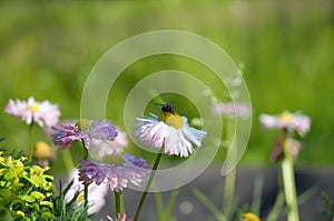 a fly on a flower sits, flowers grow in the garden