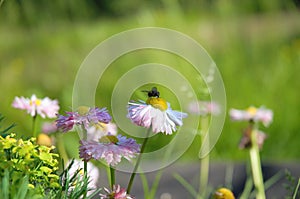 a fly on a flower sits, flowers grow in the garden