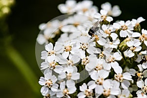 Fly on flowers