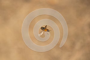 A fly is flying in the air.