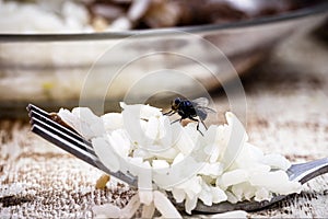 Fly on fork, disgusting insect on food, indoor insect pest problem