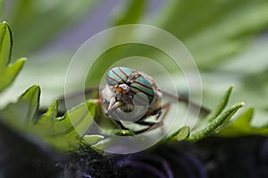 Fly gadfly on a leaf