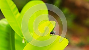 a fly grasped on the leaf