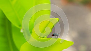 a fly grasped on the leaf