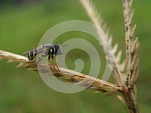 Fly on grass