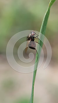 Fly on a grass, Hungary