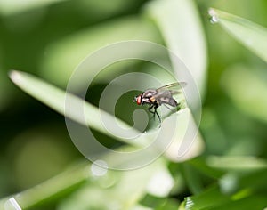Fly in the grass. macro