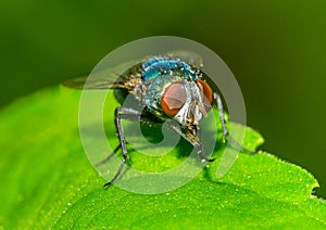 Fly on the green leaf