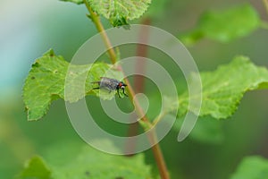 fly on a green leaf, close-up