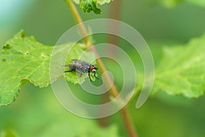 fly on a green leaf, close-up