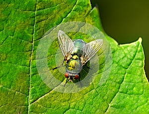 Fly on green leaf close-up isolated