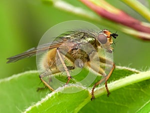 Fly on green leaf