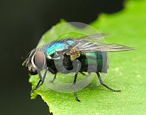 Fly green metalic photo
