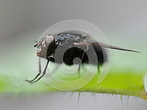 Fly on a hairy leaf