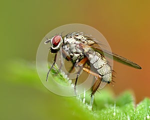 Fly on a hairy leaf