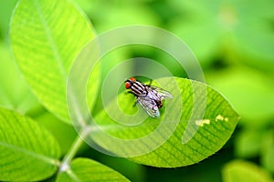 A fly hanging on the edge of the leaf