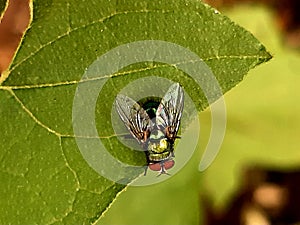The fly has a pair of flying wings and a pair of dumbbells, which originate from the hind wings, on the metathorax photo