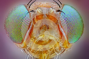 fly head taken with 25x microscope objective