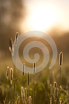 Fly on High Grasses in Spring Morning Light with Misty Background