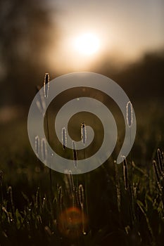 Fly on High Grasses in Spring Morning Light with Misty Background