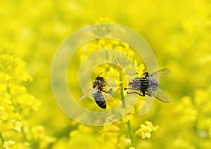 Fly with honey bee on a yellow flower Barbarea vulgaris.