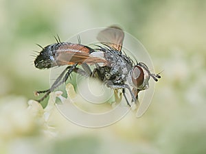 Fly hoverflies iin the garden closeup
