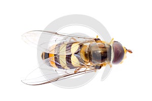 Fly hoverfly