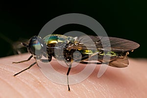 Fly on the human skin surface