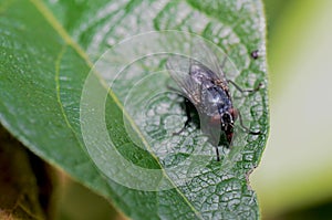 Fly on a Humid night