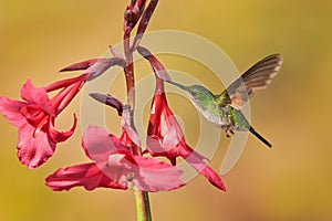 Fly hummingbird with red flower bloom. Stripe-tailed Hummingbird, Eupherusa eximia, Savegre, Cordillera de Talamanca in Costa Rica