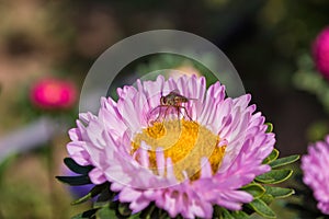 A fly Hylemya vagans sits on a light pink Aster flower.