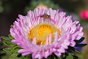 A fly Hylemya vagans sits on a light pink Aster flower.