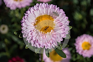 A fly Hylemya vagans sits on a light pink Aster flower.