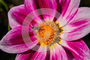 A fly Hylemya vagans sits on a pink Georgine flower.