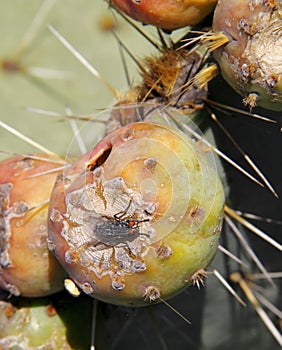 Fly on Nopales or Prickly Pear Cactus fruit or tuna I photo