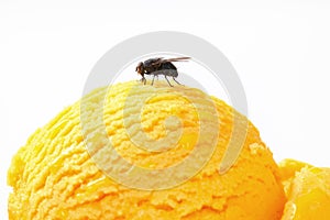 Fly on ice cream