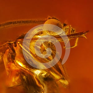 Fly inclusion in natural amber. Micro photography.