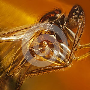 Fly inclusion in natural amber. Micro photography.