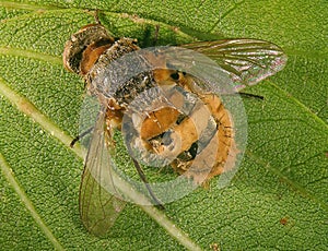 Fly infected and killed by entomopathogenic fungus