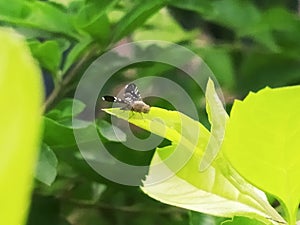Fly inscets on leaf photo